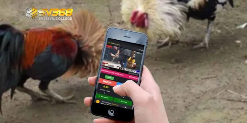 Bí quyết tham gia đá gà trực tiếp hiệu quả