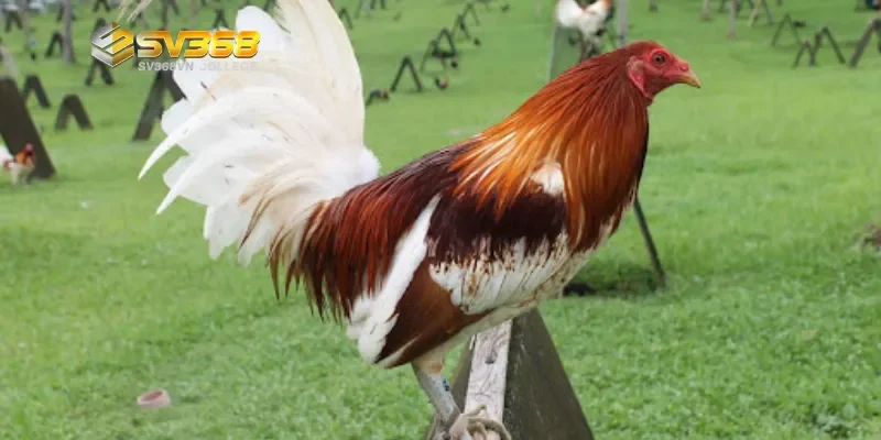 Cách phục hồi gà đá sau trận - Bí quyết giúp gà hồi phục nhanh và bền sức